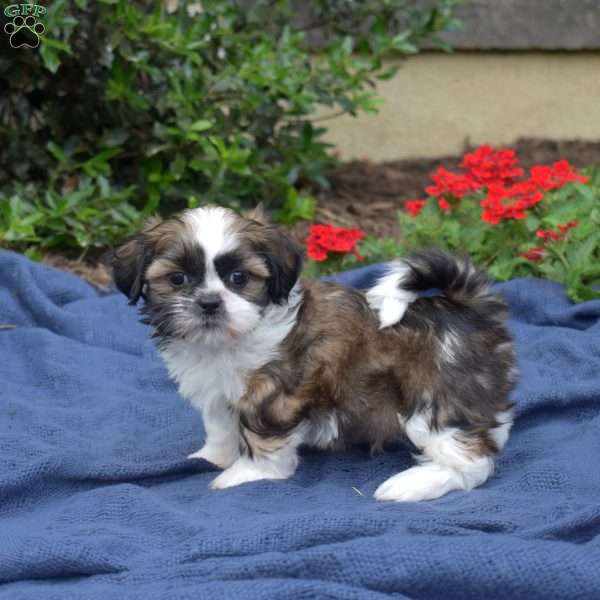 Zucchini, Shih Tzu Puppy